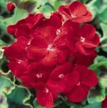 Univalve Geranium Flower Seeds in Maroon - 100 pcs for planting in your garden.