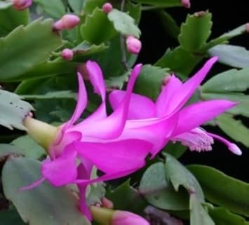 Zygocactus Purple Flower Seeds for Planting - 100 pcs for planting in your garden.