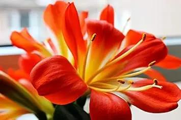 Clivia Flower Seeds for Planting - NON GMO Seeds Dhara Seeds
