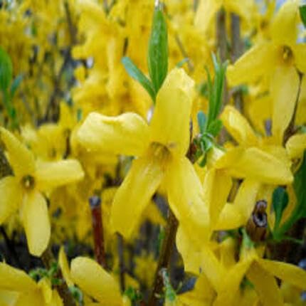 Forsythia Flower Yellow