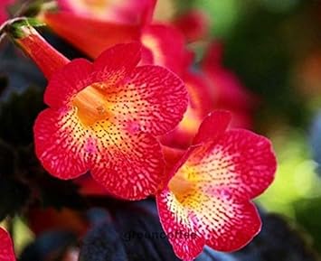 Achimenes Achimenantha Wood Sunburst One Heirloom Non Gmo Image
