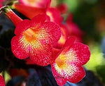 Achimenes Achimenantha Wood Sunburst One Heirloom Non Gmo Image
