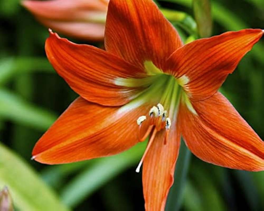 Amaryllis Flower Barbados Lily Plant Seeds