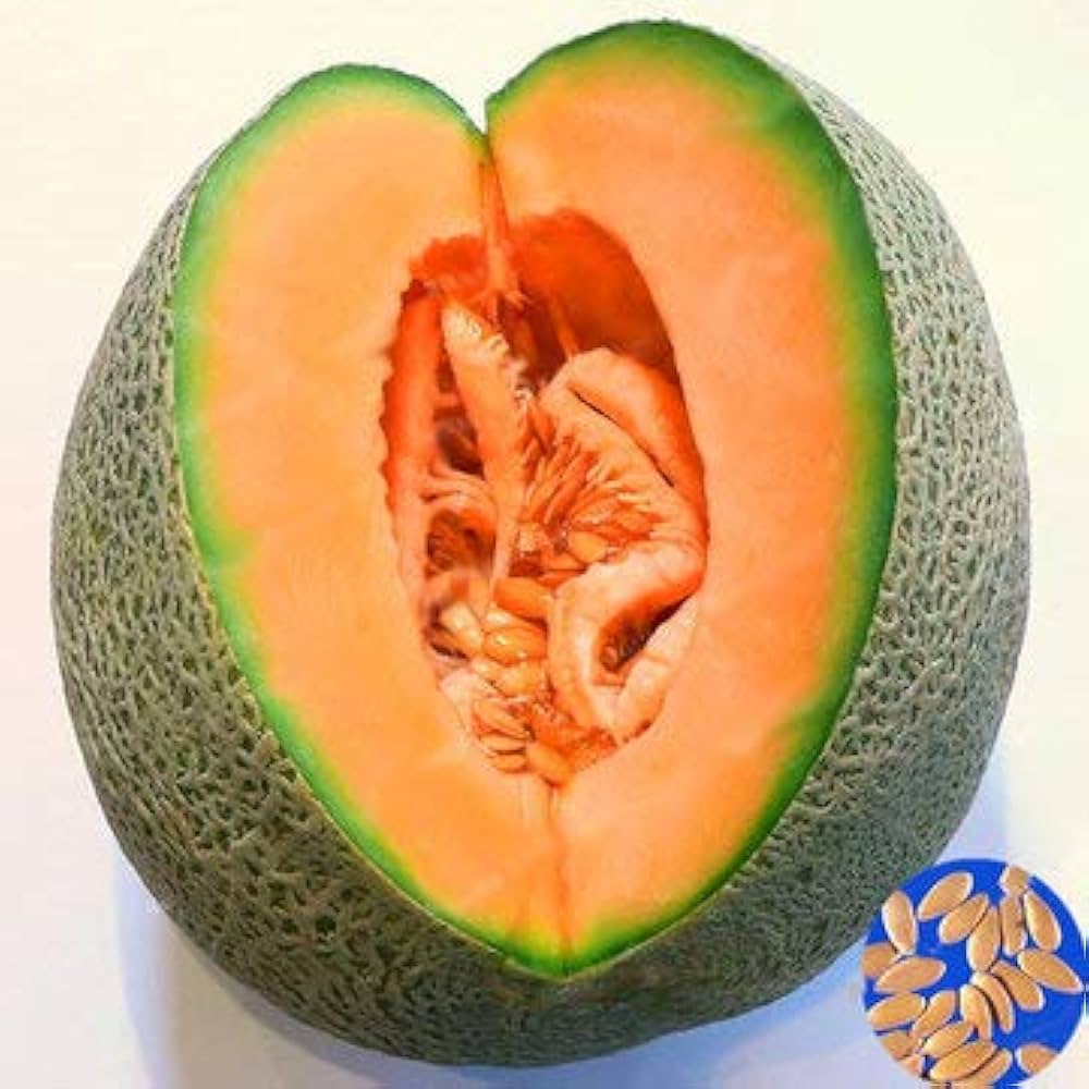 Honey Melon Orange Loupe Cantaloupe Seeds