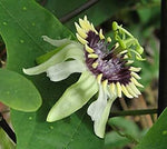 Colinvauxii Passion Flower Seeds, Heirloom, Non-GMO Seeds for Planting for planting in your garden.
