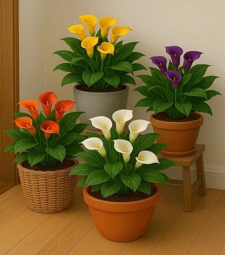 Mixed Callalily Flower - Heirloom, Non - Gmo Seeds