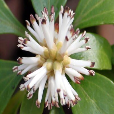 Pachysandra flower seeds - Heirloom and Non-GMO seeds for planting