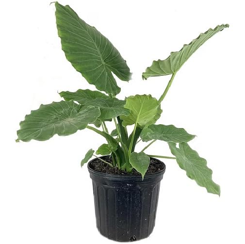 Green Alocasia