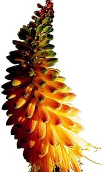 Mixed Red Hot Poker Plant Seeds for Planting - 100 pcs