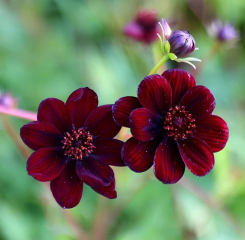 Marron Cosmos Flower - Heirloom, Non - Gmo Seeds