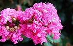 Pink Crepe Myrtle Flower Planting Seeds for Garden NON GMO Seeds Dhara Seeds