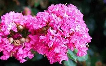 Pink Crepe Myrtle Flower Planting Seeds for Garden NON GMO Seeds Dhara Seeds