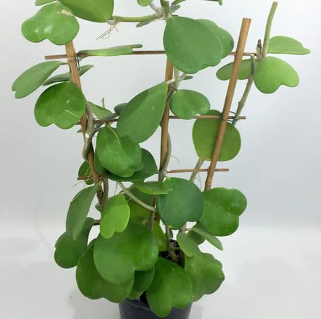 Green Hoya Kerri