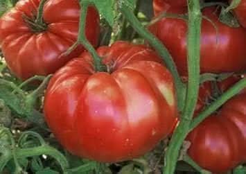 Big Tomato Seeds for Planting Dark Red