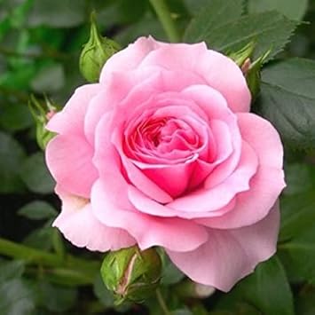 Pink (Pink scientific name) for planting in garden