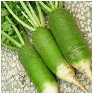 Green Rainbow Radish Seeds for Planting
