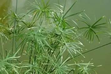 Egyptian Papyrus Plant Seeds for Planting NON GMO Seeds Dhara Seeds