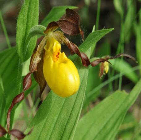 Yellow Cypripedium Flower - Heirloom, Non - Gmo Seeds