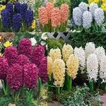 Hyacinthus Orientalis Flower Seeds for Planting - NON GMO Seeds Dhara Seeds