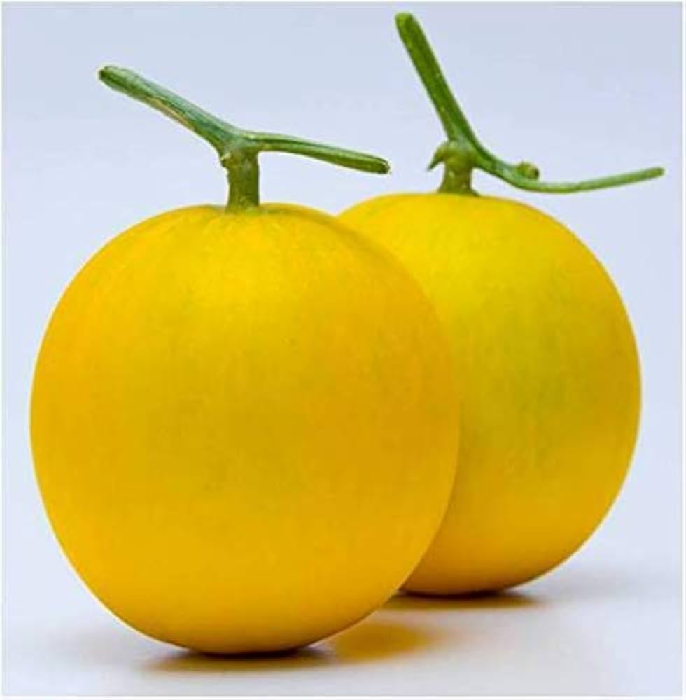 Gold melon Cucurbito seeds for sweet summer harvest