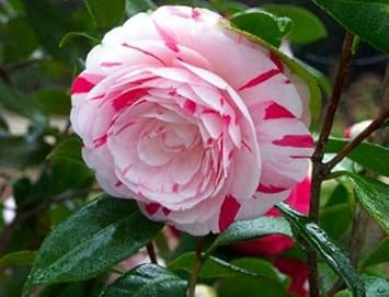 White Light Red Camellia Seeds for Planting – Organic, Heirloom, Non-GMO Flowers seeds for planting in home garden