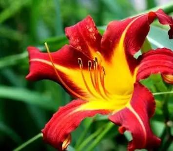 Yellow Red Hemerocallis Flower Planting Seeds for Garden NON GMO Seeds Dhara Seeds