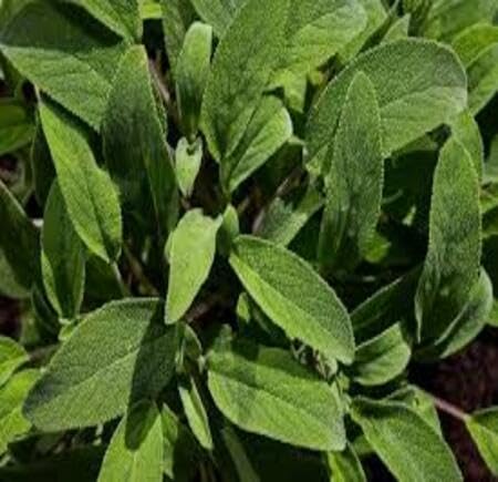 Green Sage - Heirloom, Non - Gmo Seeds