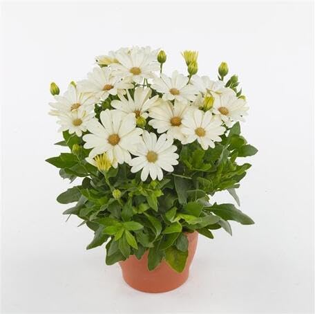 White Osteospermum Flower - Heirloom, Non - Gmo Seeds
