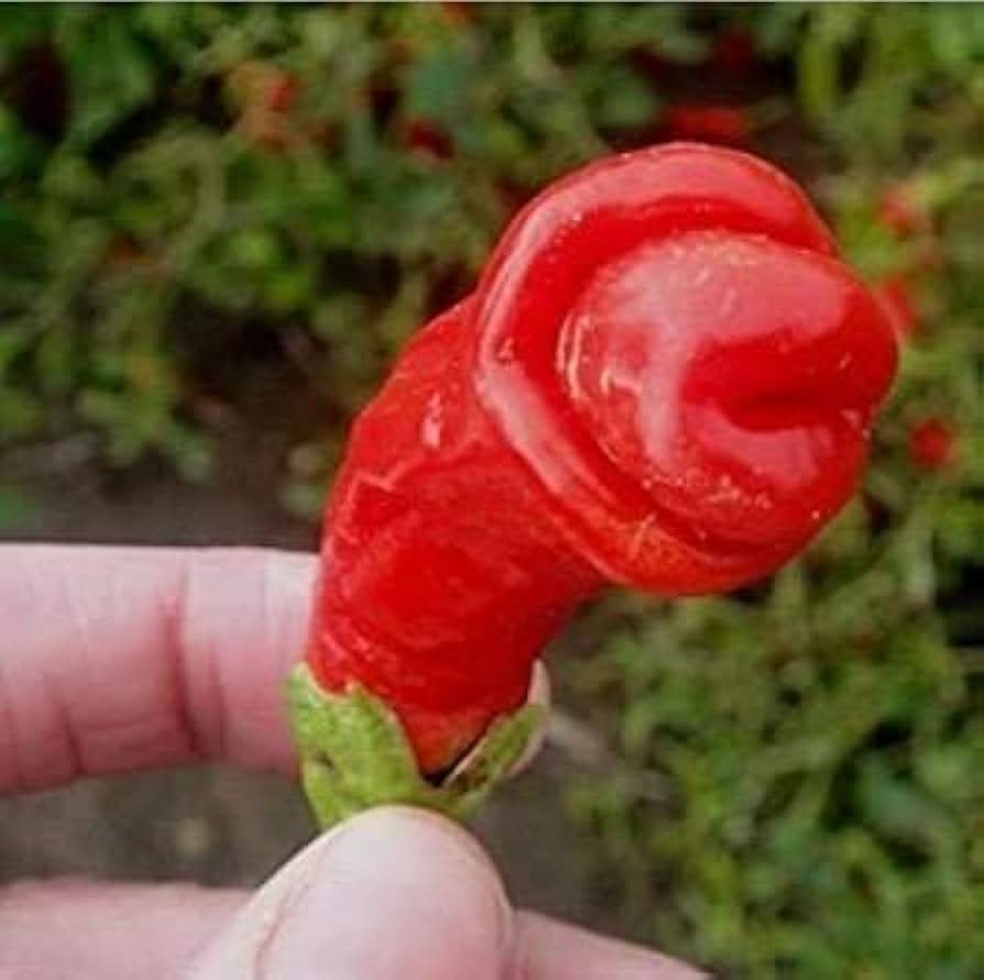 Red - Peter for planting in home garden