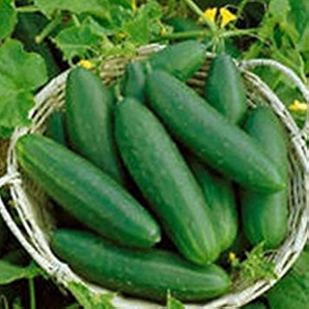 Cucumber Geym Cucumis sativus vegetable seeds for planting in vertical garden or backyard gardening