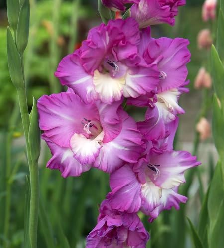 Pink White Gladiolus Flower - Heirloom, Non - Gmo Seeds
