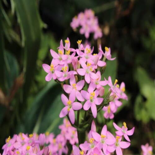 Pink Gentian Flower - Heirloom, Non - Gmo Seeds