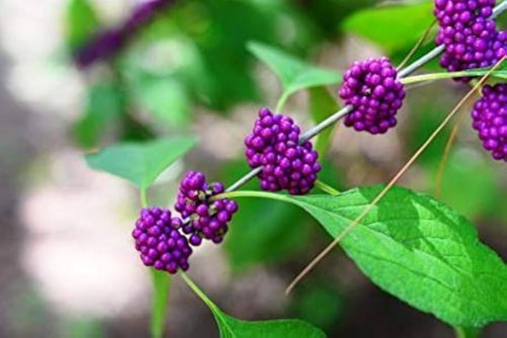 Violet Callicarpa Flower Seeds for Planting - 100