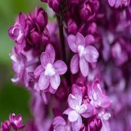 Violet Lilac Flower - Heirloom, Non - Gmo Seeds