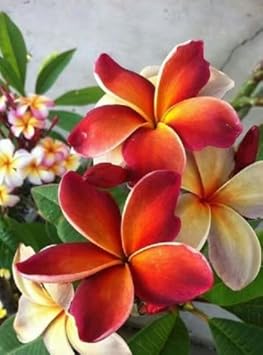 Organic Red White Frangipani Flower Seeds for Planting – Heirloom, Non-GMO