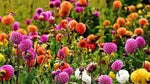 Dahlia Flower Seeds – Heirloom, Non-GMO Seeds for Planting Colorful Garden Blooms Dhara Seeds