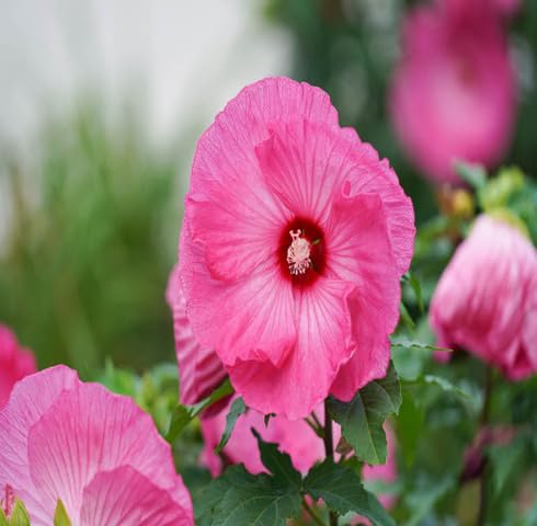 Pink Hibiscus Flower - Heirloom, Non - Gmo Seeds