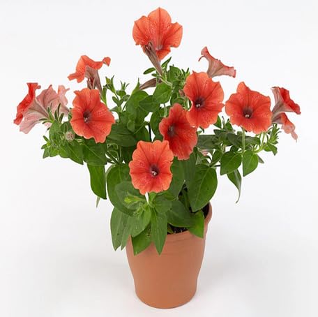 Orange Petunia Flower - Heirloom, Non - Gmo Seeds