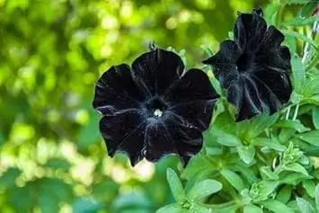 Mandevilla Flower Seeds for Planting - NON GMO Seeds Dhara Seeds