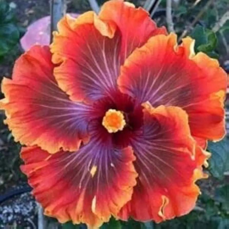 Hibiscus Flower Seeds Purple Orange for Planting, NON GMO Seeds Dhara Seeds