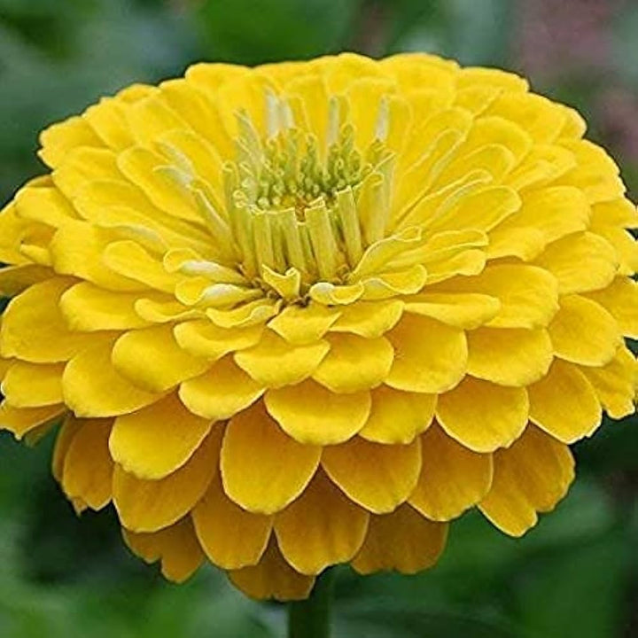 Yellow Ambizu Flower Seeds for Planting - 100