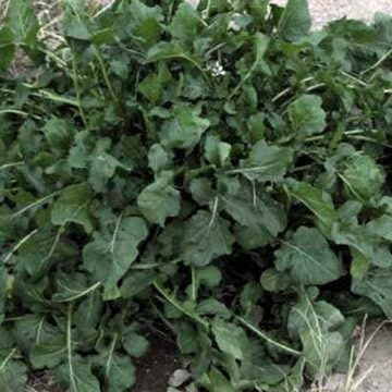 Wasabi Wasabia Japonica Herb Seeds for Planting – Unique Culinary Herb for Kitchen Garden and Specialty Use