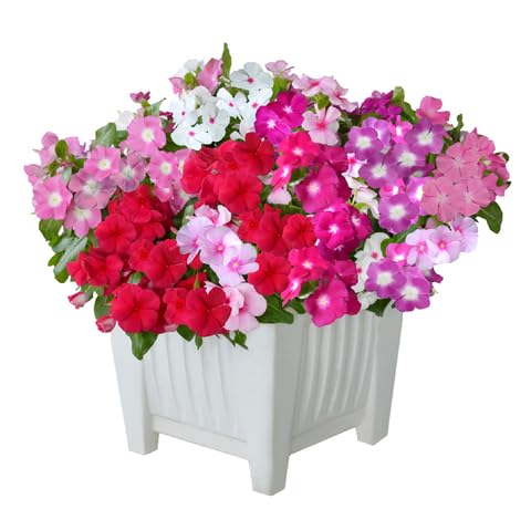 Mixed Vinca Flower - Heirloom, Non - Gmo Seeds
