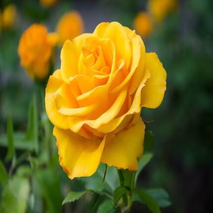 Yellow Rose Flower - Heirloom, Non - Gmo Seeds