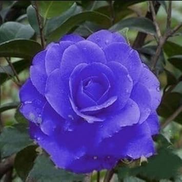 Camellia (Camellia scientific name) for planting in garden
