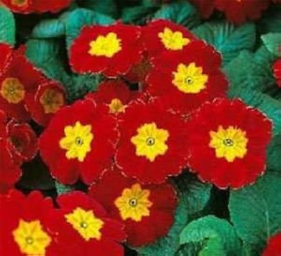 Clear Primrose Seeds for Beautiful Yellow Flowers