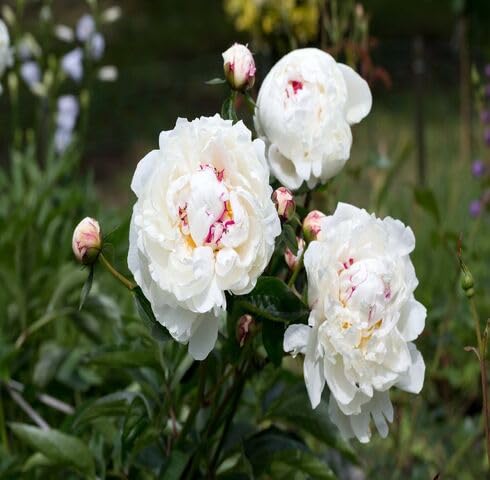 White Peony Flower - Heirloom, Non - Gmo Seeds
