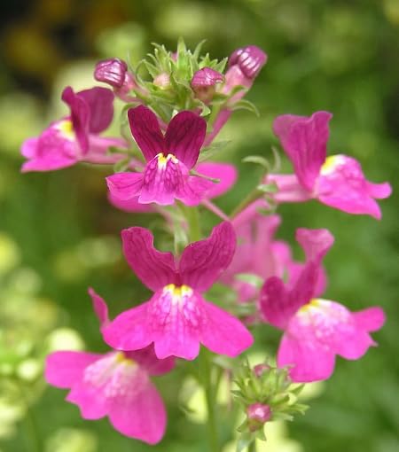 Pink Linaria Maroccana Flower - Heirloom, Non - Gmo Seeds