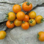 Yellow Tomato Solanum lycopersicum for planting in home garden