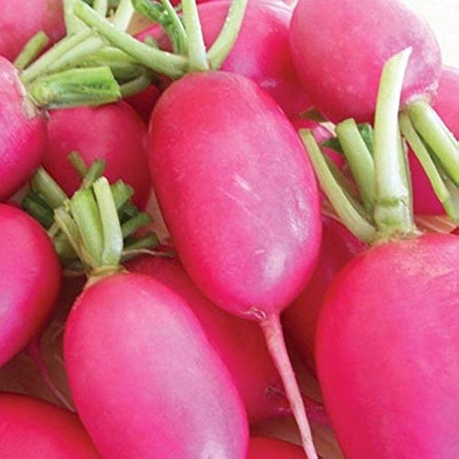 Radish Raphanus Sativus Lady Slipper Vegetable Seeds for Planting – Mild and Crisp Variety for Kitchen Garden Harvest